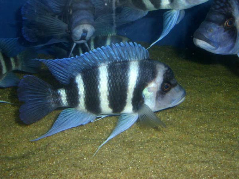 Cyphotilapia gibberosa 'Kitumba'